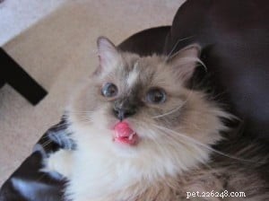 Meet Tyco: The Adorable Ragdoll with a Unique Blue Mitten