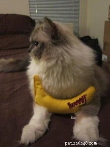 Meet Tyco: The Adorable Ragdoll with a Unique Blue Mitten