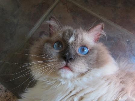 Meet Tyco: The Adorable Ragdoll with a Unique Blue Mitten