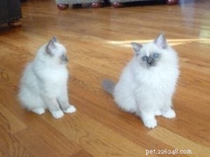 Meet Tyco: The Adorable Ragdoll with a Unique Blue Mitten