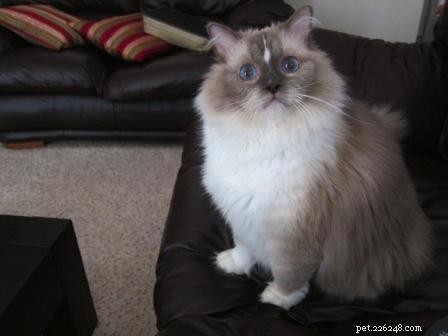 Meet Tyco: The Adorable Ragdoll with a Unique Blue Mitten