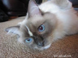 Meet Tyco: The Adorable Ragdoll with a Unique Blue Mitten