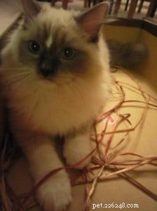 Meet Tyco: The Adorable Ragdoll with a Unique Blue Mitten