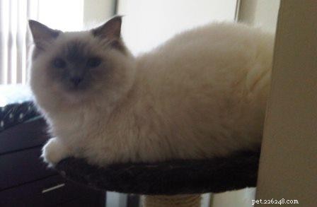 Meet Lily – The Ragdoll That Captured Hearts