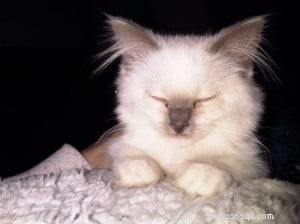 Meet Lily – The Ragdoll That Captured Hearts