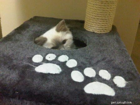Meet Lily – The Ragdoll That Captured Hearts