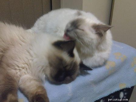 Meet Lily – The Ragdoll That Captured Hearts