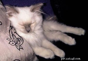 Meet Lily – The Ragdoll That Captured Hearts
