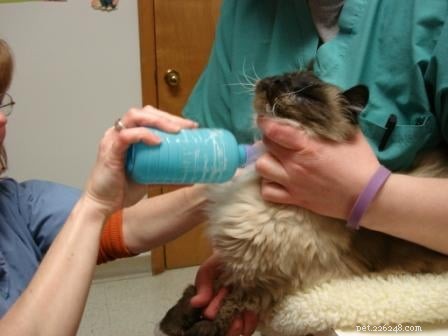 How to Safely Draw Blood from Your Cat: Tips & Insights