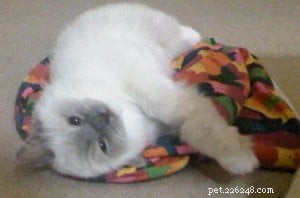 Meet Lily – The Ragdoll That Captured Hearts