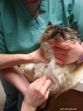 How to Safely Draw Blood from Your Cat: Tips & Insights