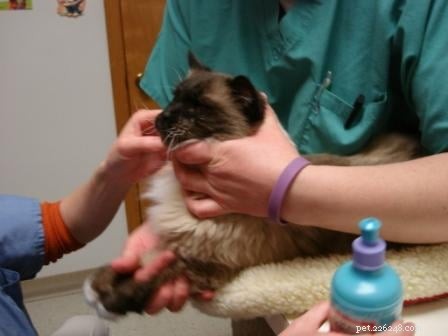 How to Safely Draw Blood from Your Cat: Tips & Insights