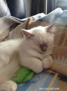 Meet Hanibal: The Ragdoll Kitten Who Won Hearts and Became a Monthly Star
