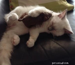 Meet Hanibal: The Ragdoll Kitten Who Won Hearts and Became a Monthly Star