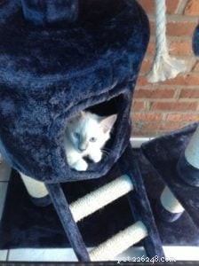 Meet Hanibal: The Ragdoll Kitten Who Won Hearts and Became a Monthly Star