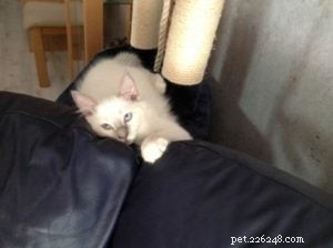 Meet Hanibal: The Ragdoll Kitten Who Won Hearts and Became a Monthly Star