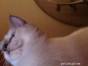 Meet Hanibal: The Ragdoll Kitten Who Won Hearts and Became a Monthly Star