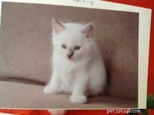 Meet Hanibal: The Ragdoll Kitten Who Won Hearts and Became a Monthly Star