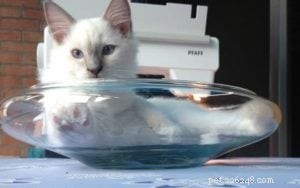 Meet Hanibal: The Ragdoll Kitten Who Won Hearts and Became a Monthly Star