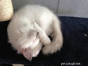Meet Hanibal: The Ragdoll Kitten Who Won Hearts and Became a Monthly Star