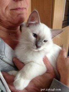Meet Hanibal: The Ragdoll Kitten Who Won Hearts and Became a Monthly Star