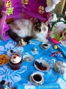 Meet Maddie: Ragdoll Cat of the Week