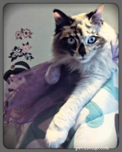 Meet Maddie: Ragdoll Cat of the Week