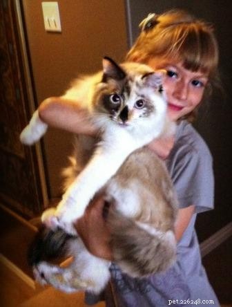 Meet Maddie: Ragdoll Cat of the Week