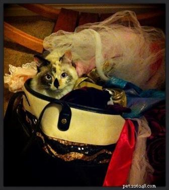 Meet Maddie: Ragdoll Cat of the Week