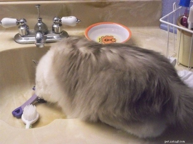Ragdoll Cat Experiencing Hair Loss on the Back – Expert Guidance
