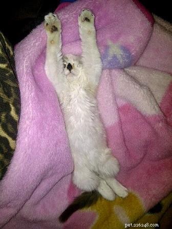 Meet Maddie: Ragdoll Cat of the Week