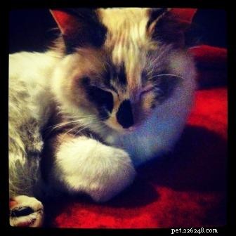 Meet Maddie: Ragdoll Cat of the Week