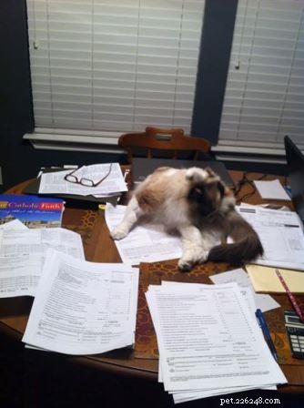 Meet Maddie: Ragdoll Cat of the Week