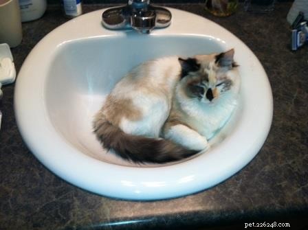 Meet Maddie: Ragdoll Cat of the Week