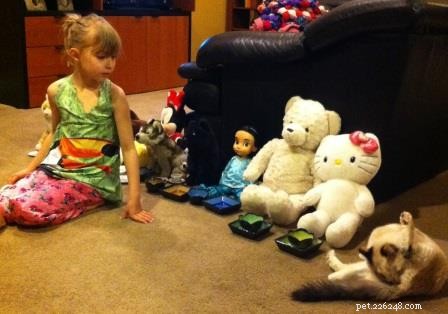 Meet Maddie: Ragdoll Cat of the Week
