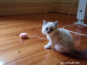 Cino: The Adorable Ragdoll of the Week