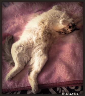 Meet Maddie: Ragdoll Cat of the Week