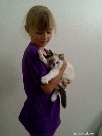 Meet Maddie: Ragdoll Cat of the Week