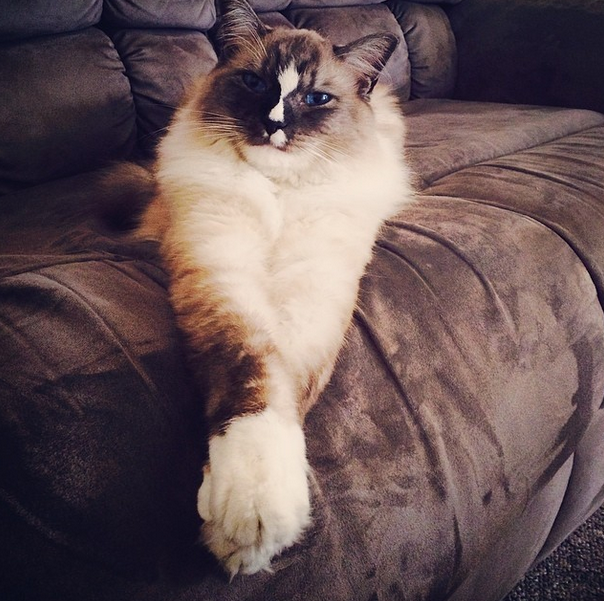 Cino: The Adorable Ragdoll of the Week