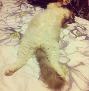 Cino: The Adorable Ragdoll of the Week