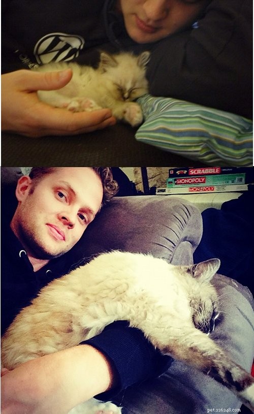 Cino: The Adorable Ragdoll of the Week