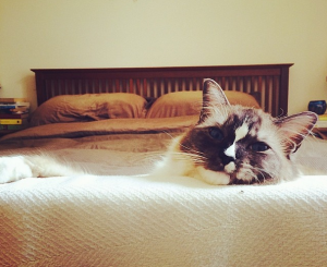 Cino: The Adorable Ragdoll of the Week