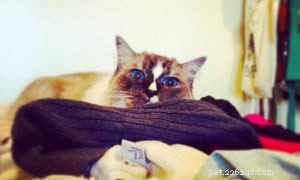 Cino: The Adorable Ragdoll of the Week