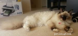 Meet Sky: This Month’s Adorable Ragdoll Kitten