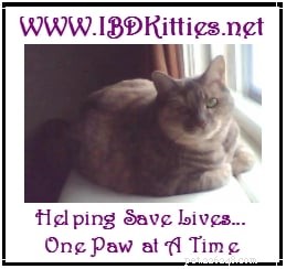 Meet Lisa: Founder of IBDKitties.net, Championing Cats with IBD