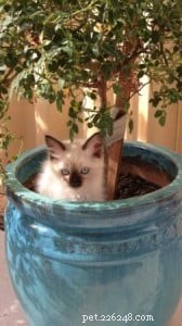Meet Sky: This Month’s Adorable Ragdoll Kitten