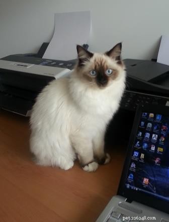 Meet Sky: This Month’s Adorable Ragdoll Kitten