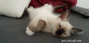 Meet Sky: This Month’s Adorable Ragdoll Kitten