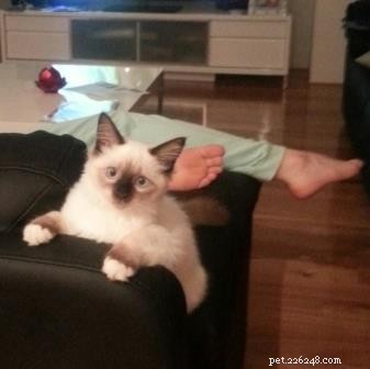 Meet Sky: This Month’s Adorable Ragdoll Kitten