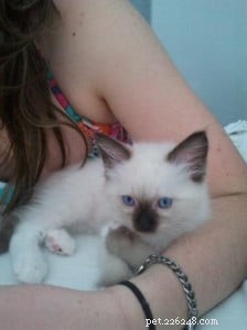 Meet Sky: This Month’s Adorable Ragdoll Kitten